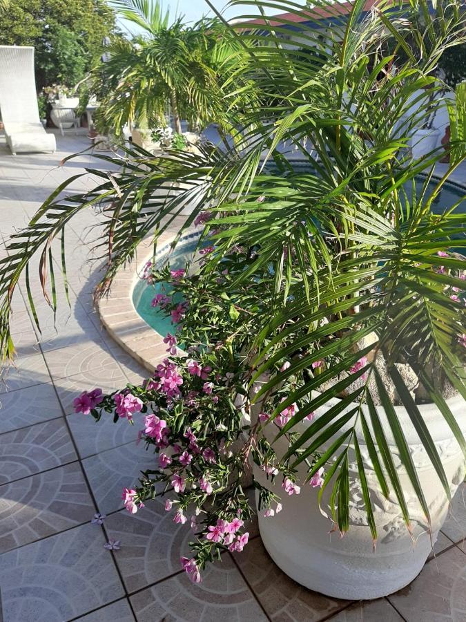 Palmita Hotel Hostel 오란제스타트 외부 사진